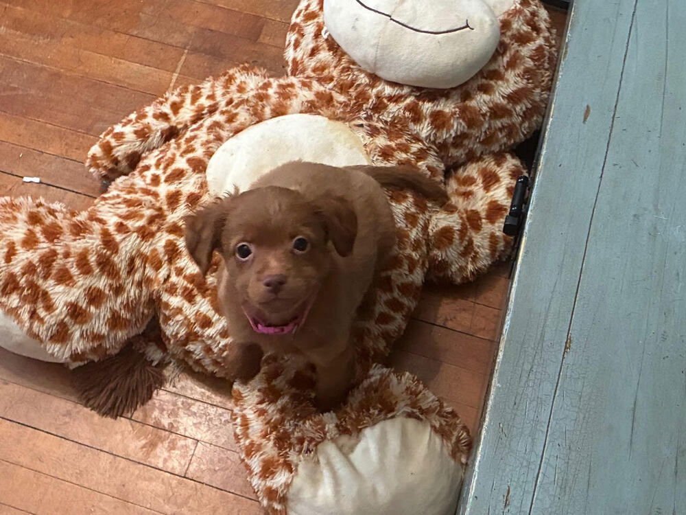 Daniel Striped Tiger - Photo 3