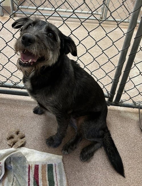 MILLIE ~FOSTER OR FOSTER TO ADOPT NEEDED~