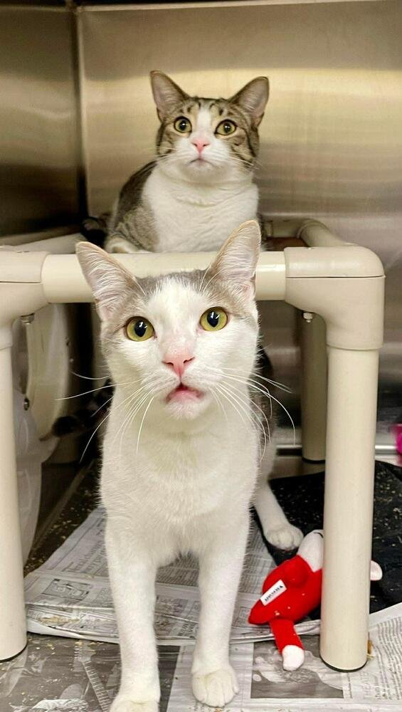 TWIZZLE - Domestic Short Hair / Domestic Short Hair available for adoption