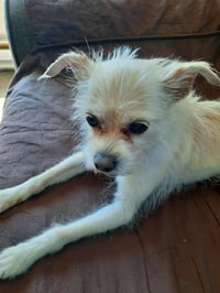 Tiptoe - Photo 1