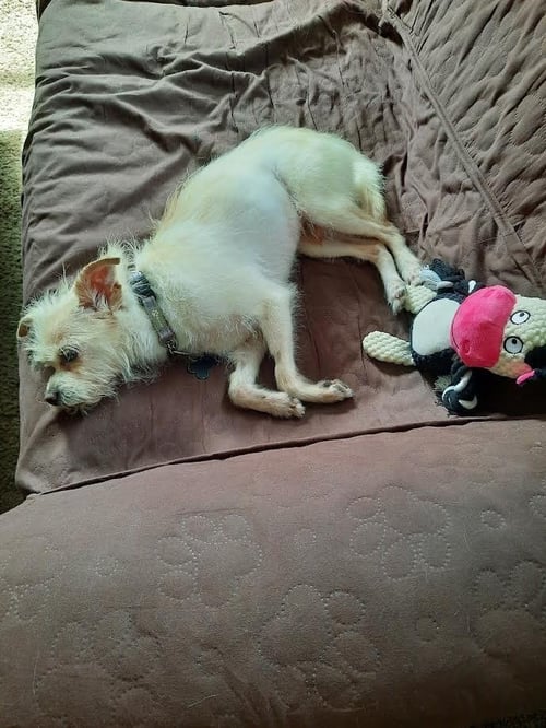 TIPTOE - Chihuahua available for adoption
