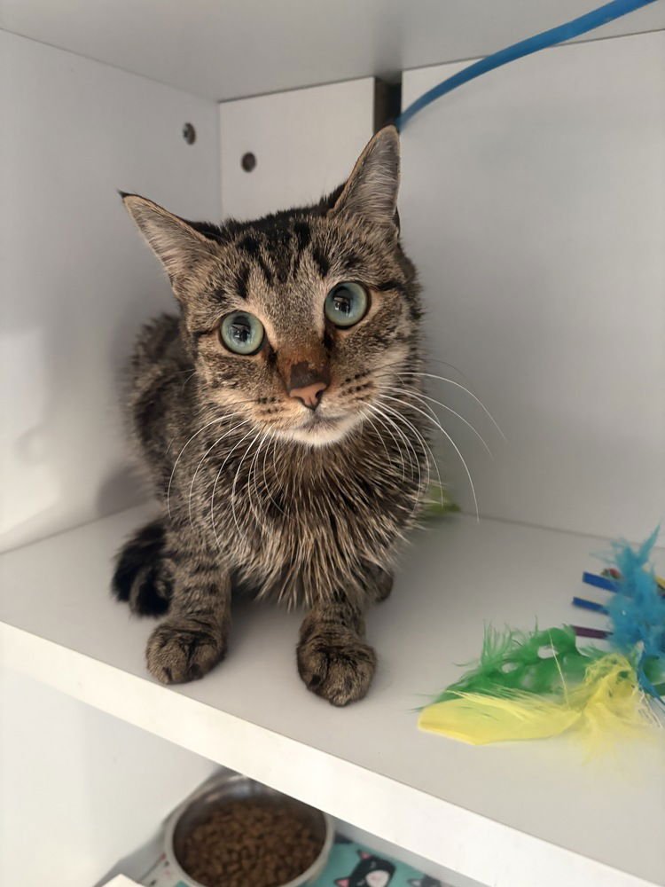 TORI - Domestic Short Hair / Domestic Short Hair available for adoption