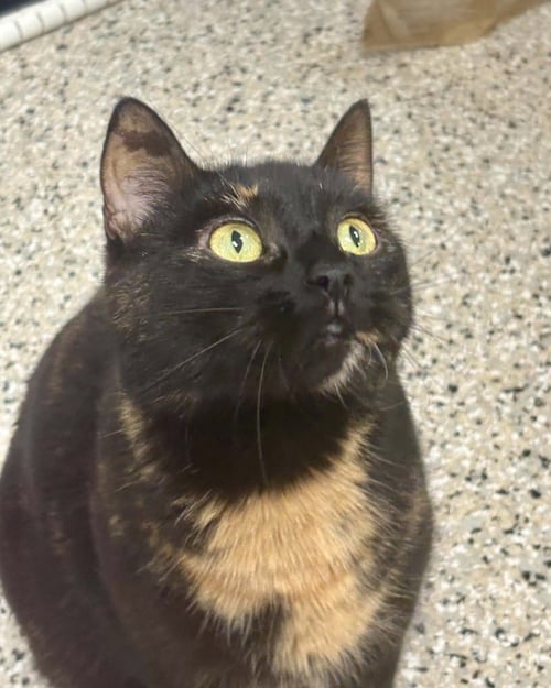 BLOSSOM - Domestic Short Hair / Domestic Short Hair available for adoption