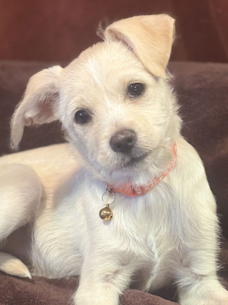 AARON - Chihuahua / Terrier available for adoption