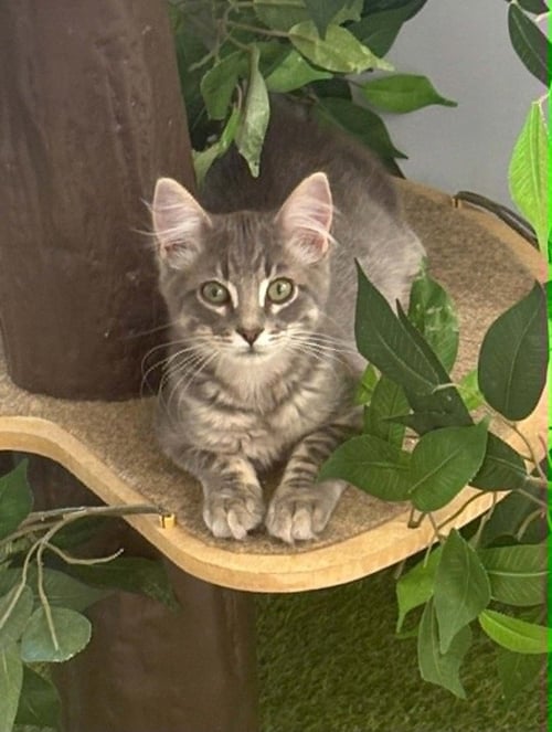 ROJAS - Domestic Medium Hair / Manx available for adoption