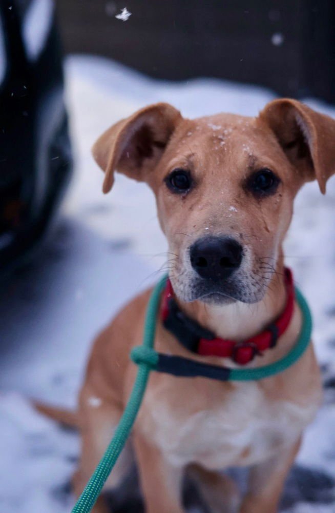 REBA RED - Great Dane available for adoption