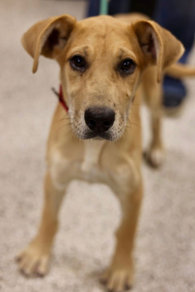 REBA RED - Great Dane available for adoption