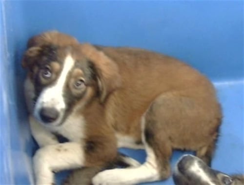 ANNA~FOSTER OR FOSTER TO ADOPT NEEDED~ - Australian Shepherd available for adoption