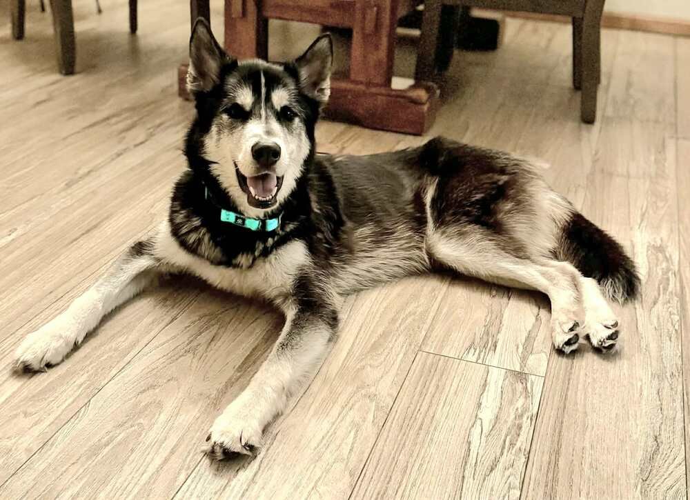 MIDAS - Husky available for adoption