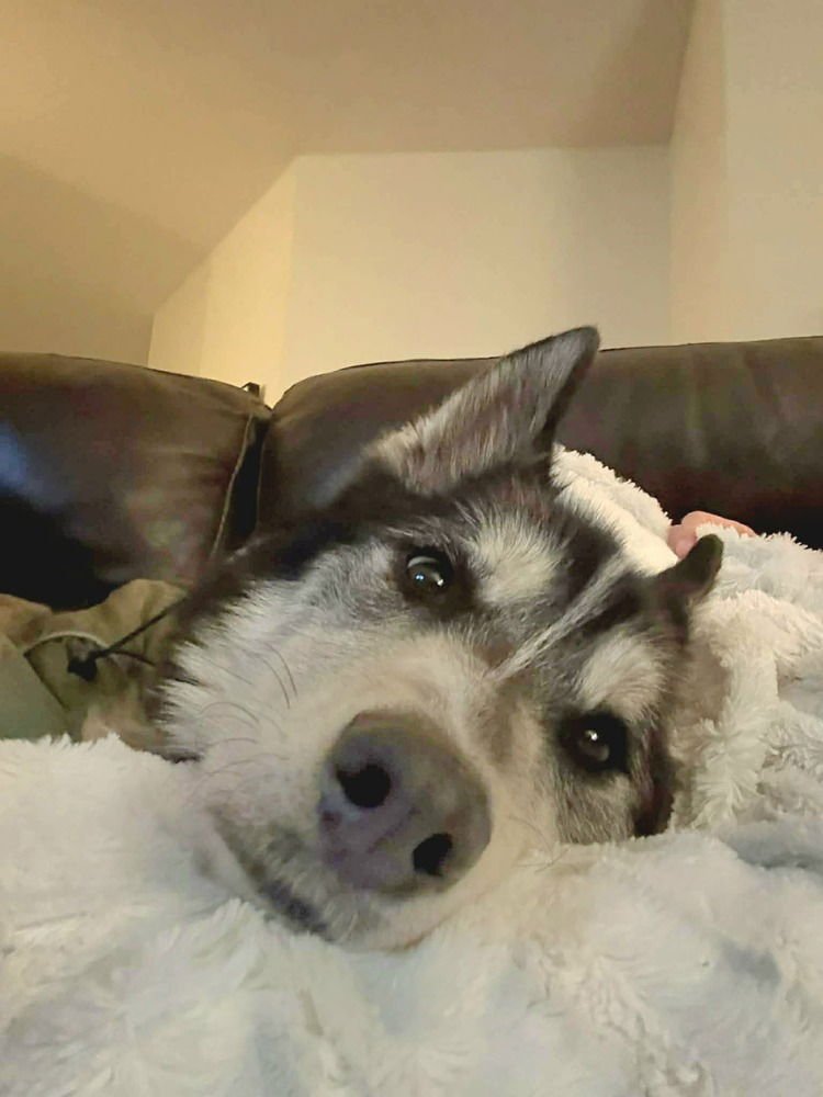 MIDAS - Husky available for adoption