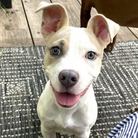 MOANA - American Pit Bull Terrier available for adoption