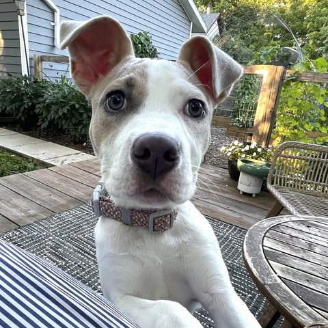 MOANA - American Pit Bull Terrier available for adoption
