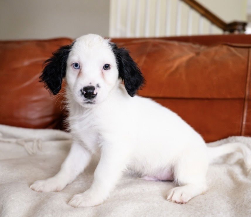 COOPER- NO LONGER ACCEPTING APPLICATIONS - Maltese available for adoption