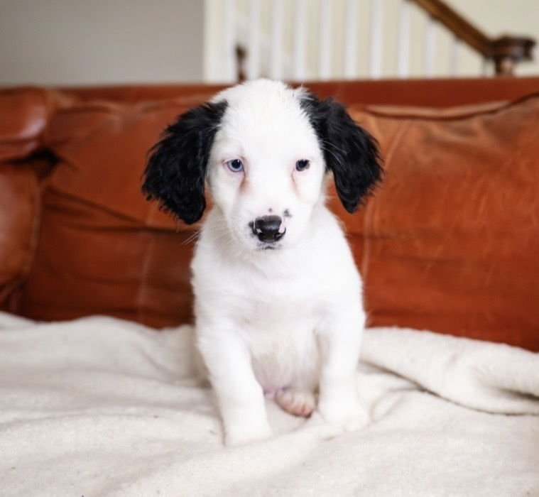 COOPER- NO LONGER ACCEPTING APPLICATIONS - Maltese available for adoption