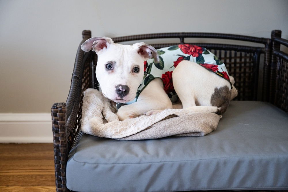 NOODLE - American Pit Bull Terrier available for adoption