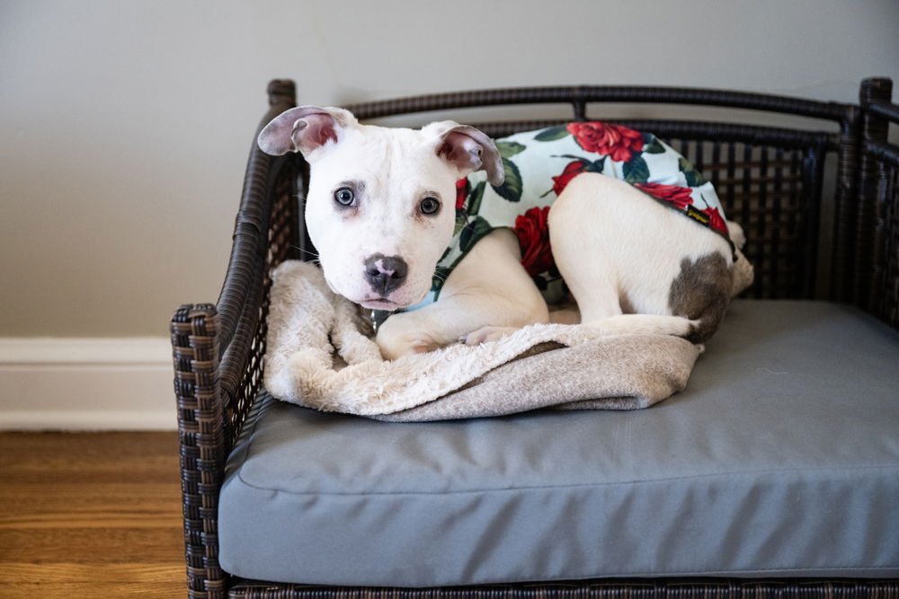 NOODLE - American Pit Bull Terrier available for adoption