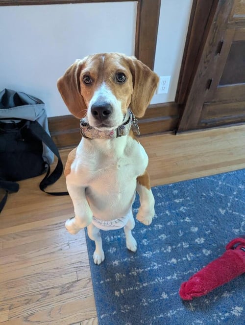 RIDGLAN BEAGLES