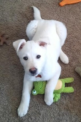 OLAF - Labrador Retriever available for adoption