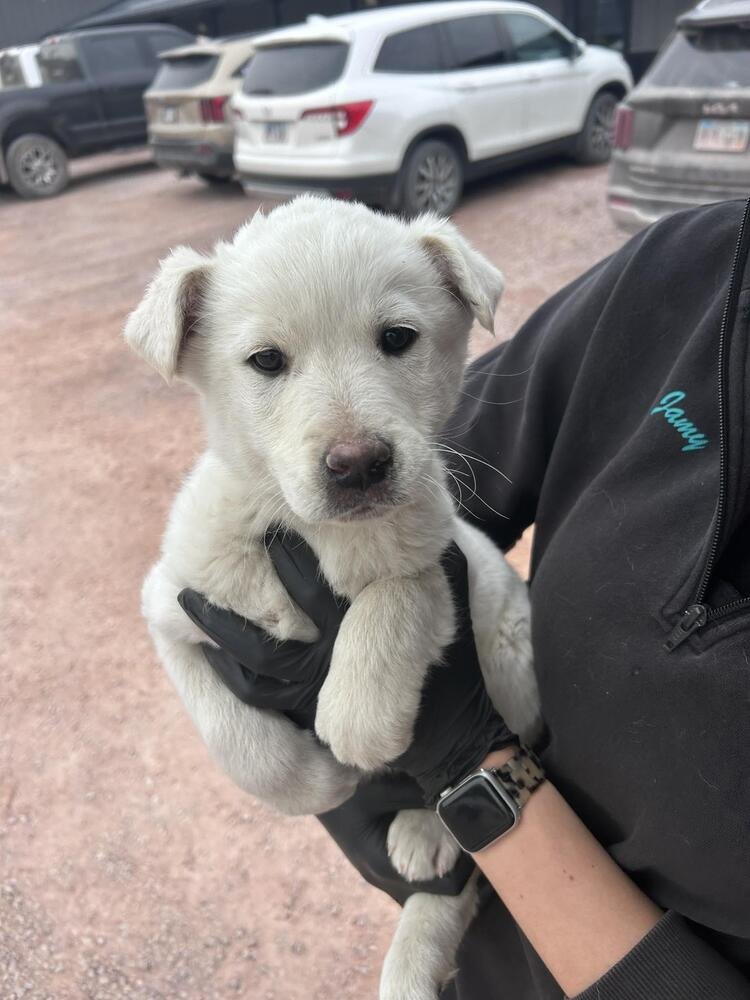 OLAF - Labrador Retriever available for adoption