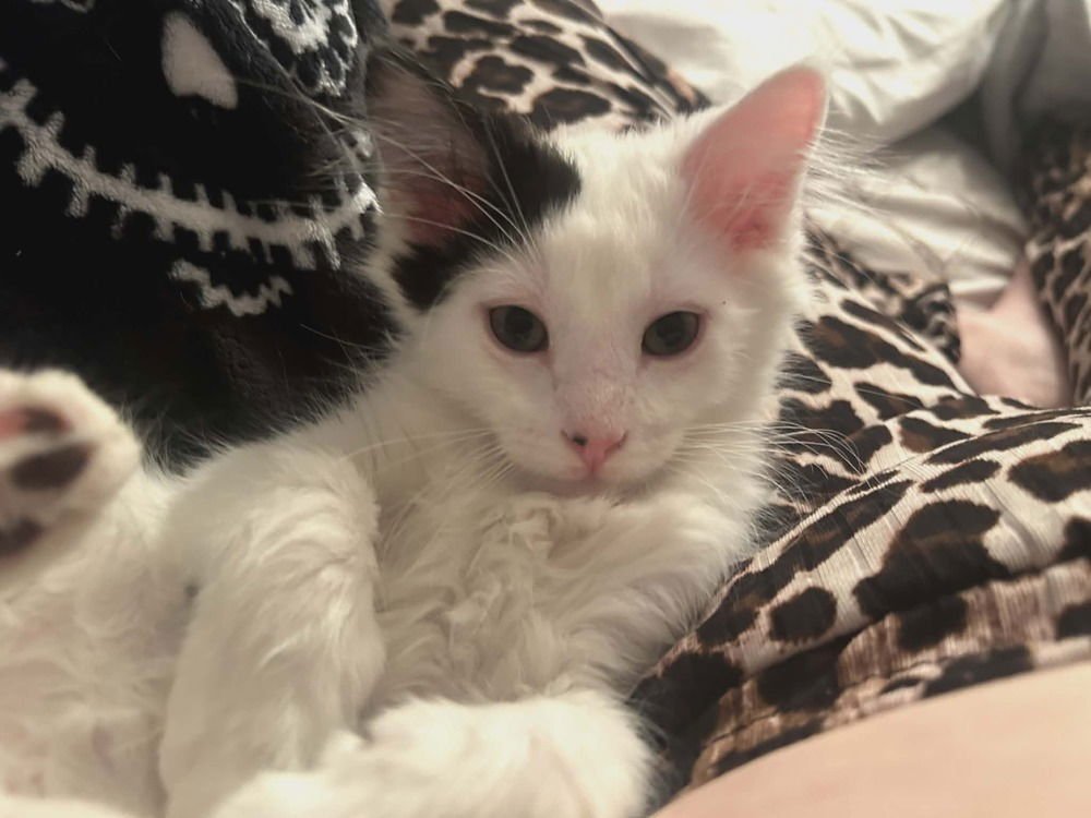 GREMLIN - Domestic Medium Hair available for adoption