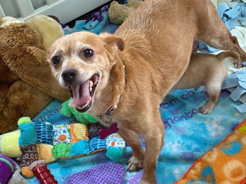 HENRIETTA - Chihuahua available for adoption