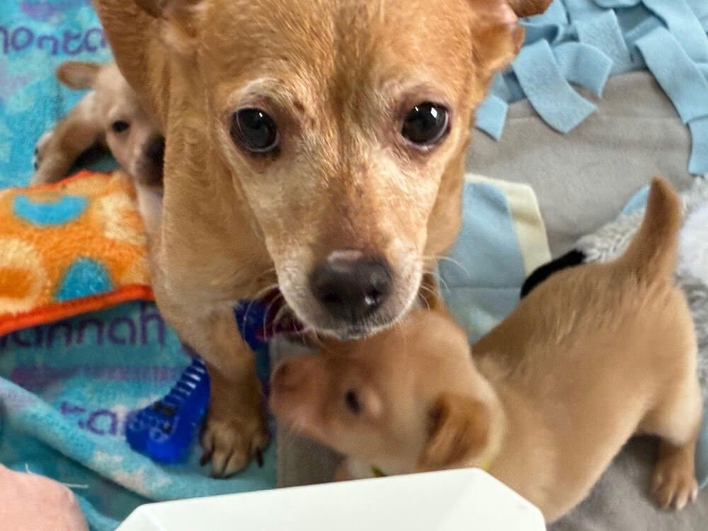 HENRIETTA - Chihuahua available for adoption