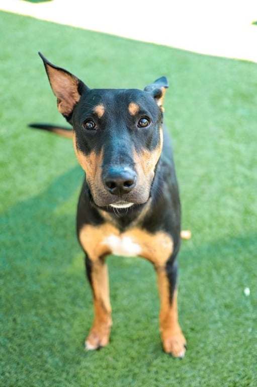 Nice~FOSTER or FOSTER TO ADOPT NEEDED~ Image