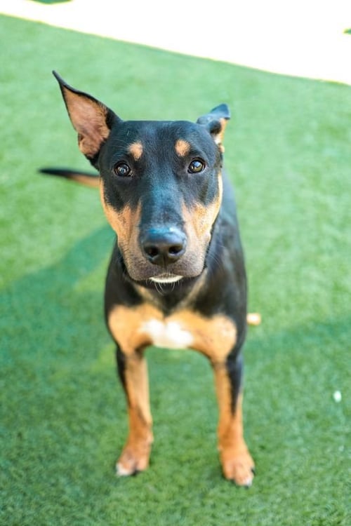 NICE~FOSTER OR FOSTER TO ADOPT NEEDED~ - Bull Terrier available for adoption