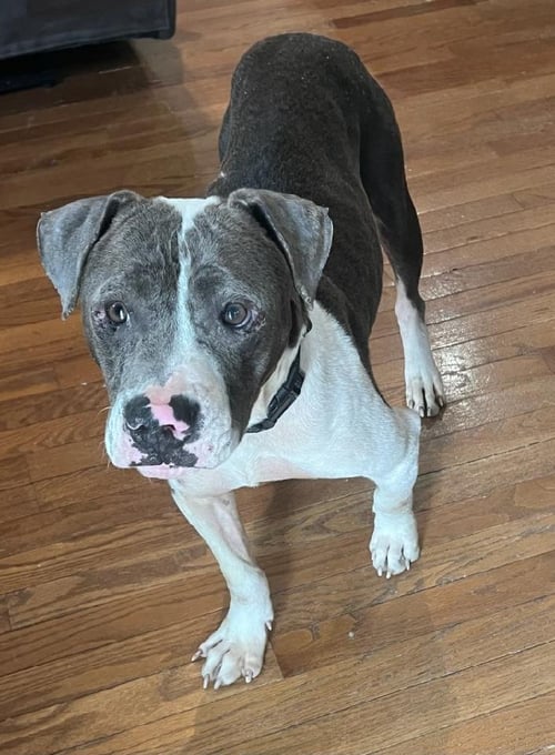 GRAVITY - Pit Bull Terrier available for adoption