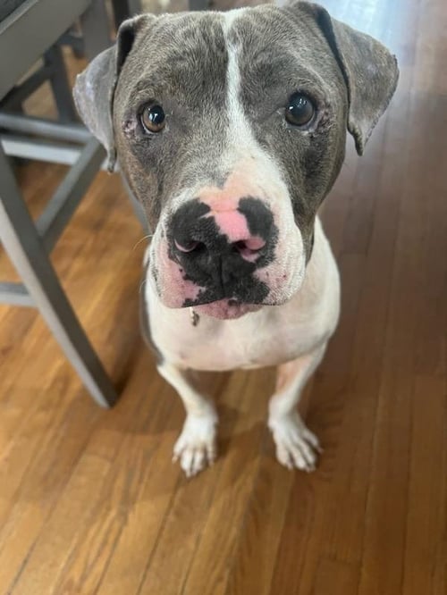 GRAVITY - Pit Bull Terrier available for adoption