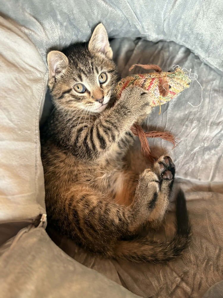 DEREK - Domestic Short Hair available for adoption