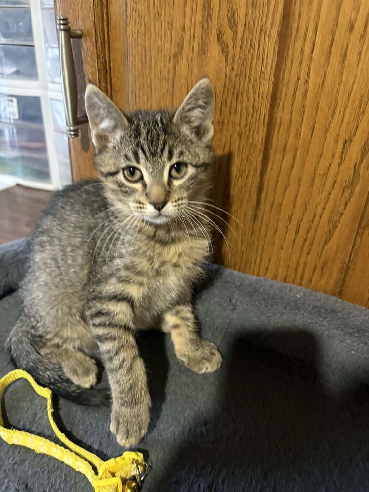 DEREK - Domestic Short Hair available for adoption