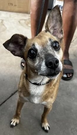 Romeo Jack~FOSTER or FOSTER TO ADOPT NEEDED~ Image