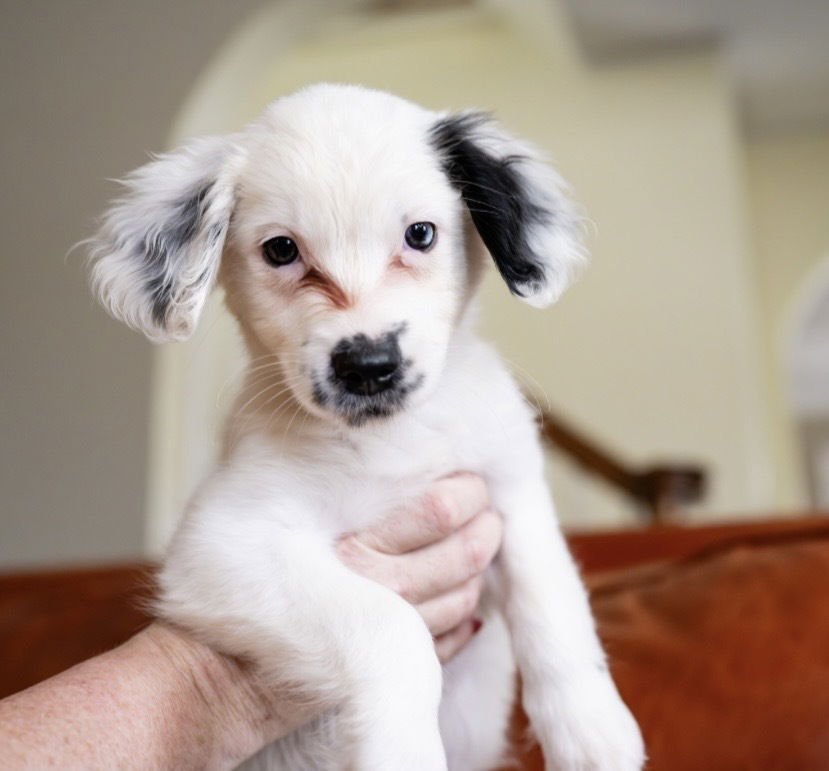 AINSLEY - Maltese available for adoption