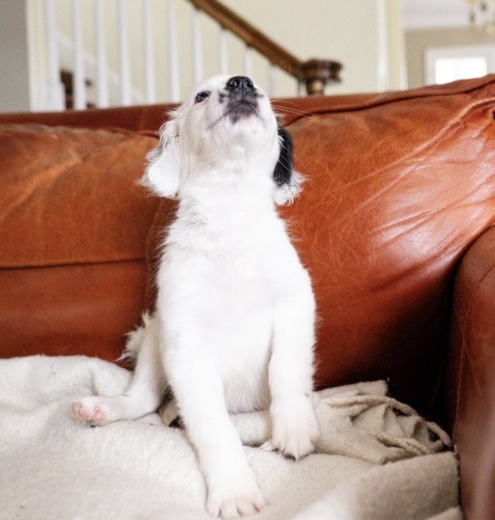 AINSLEY - Maltese available for adoption