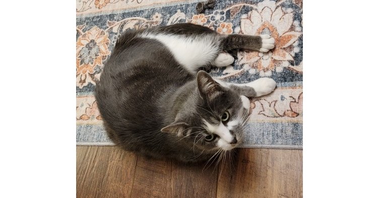 BELLA - Domestic Short Hair available for adoption