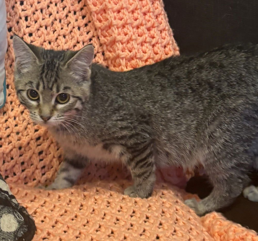 KATIE KAT - Domestic Short Hair available for adoption