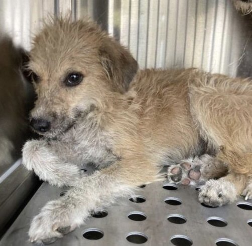 Elton**FOSER OR FOSTER TO ADOPT NEEDED** Image