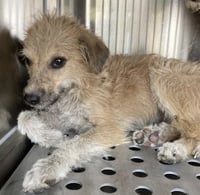 Elton**FOSER OR FOSTER TO ADOPT NEEDED** - Photo 1