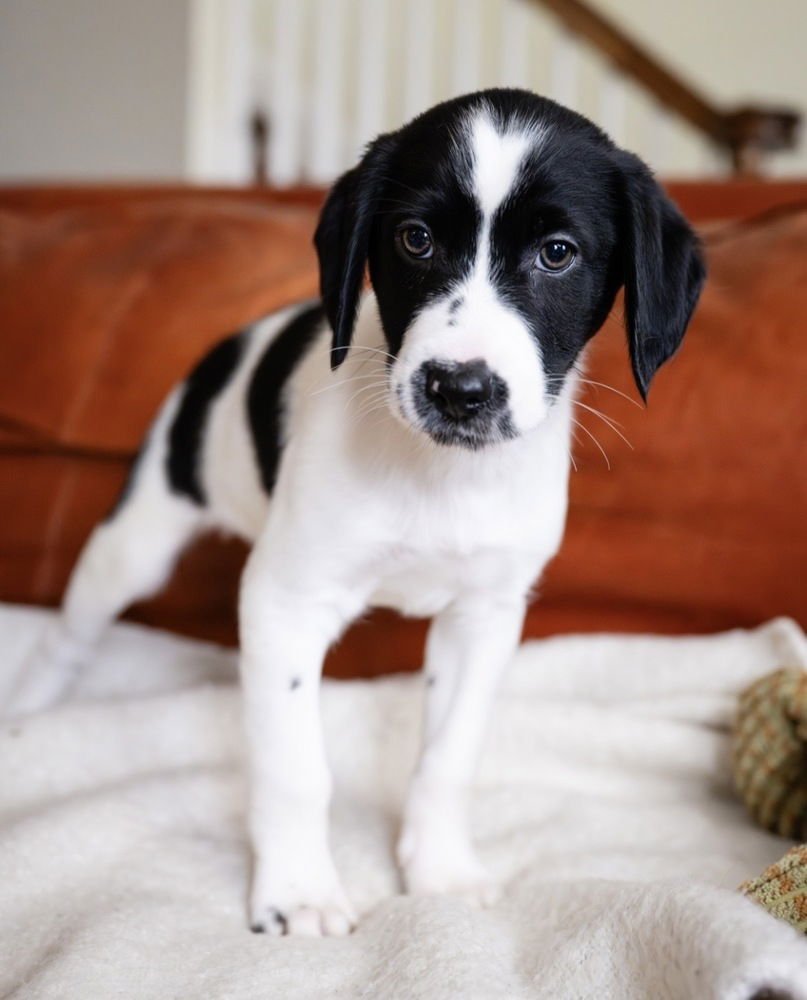 NATE - Maltese available for adoption