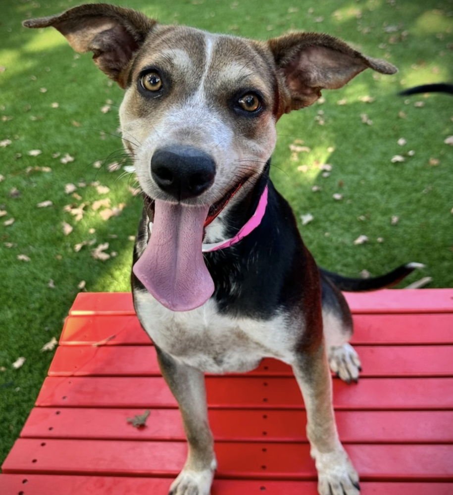 EZMERELDA - Terrier / Shepherd available for adoption