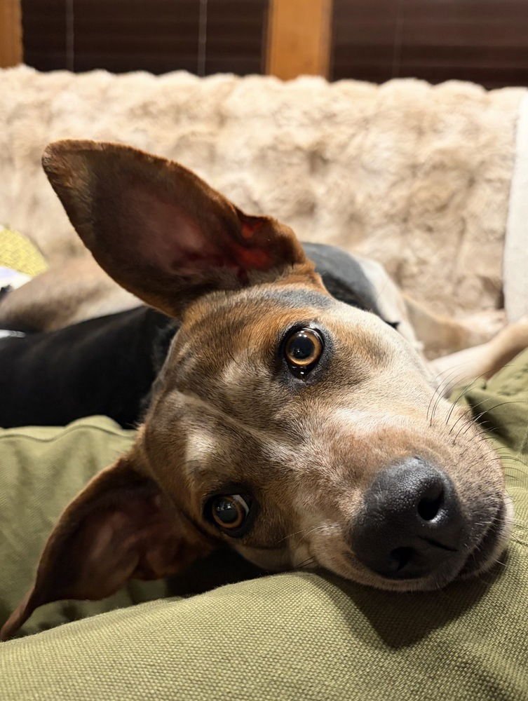 EZMERELDA - Terrier / Shepherd available for adoption