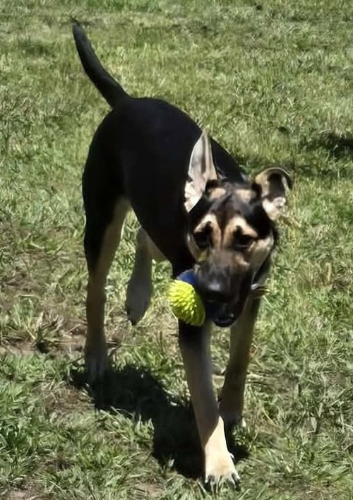 JASMINE - Shepherd available for adoption