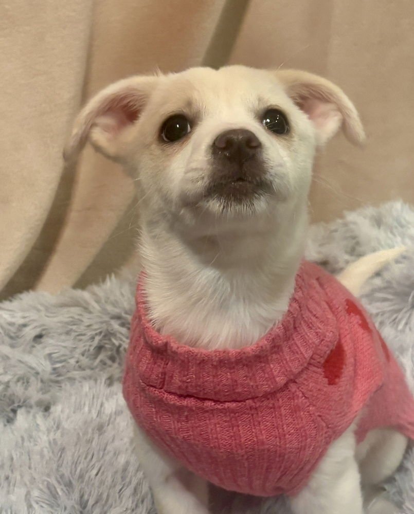 PENELOPE - Chihuahua / Terrier available for adoption
