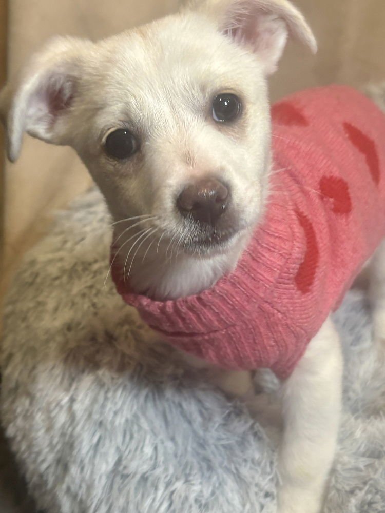 PENELOPE - Chihuahua / Terrier available for adoption