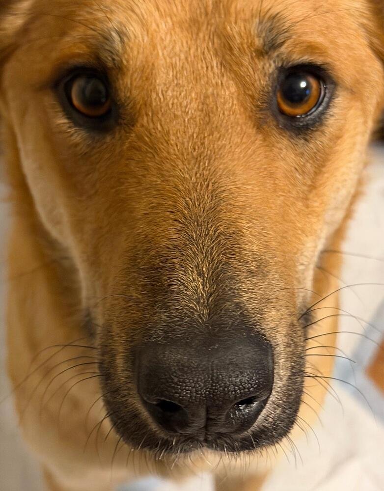 SANDY - Shepherd available for adoption