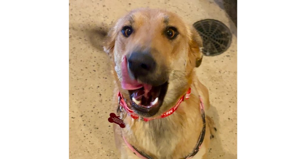 SANDY - Shepherd available for adoption