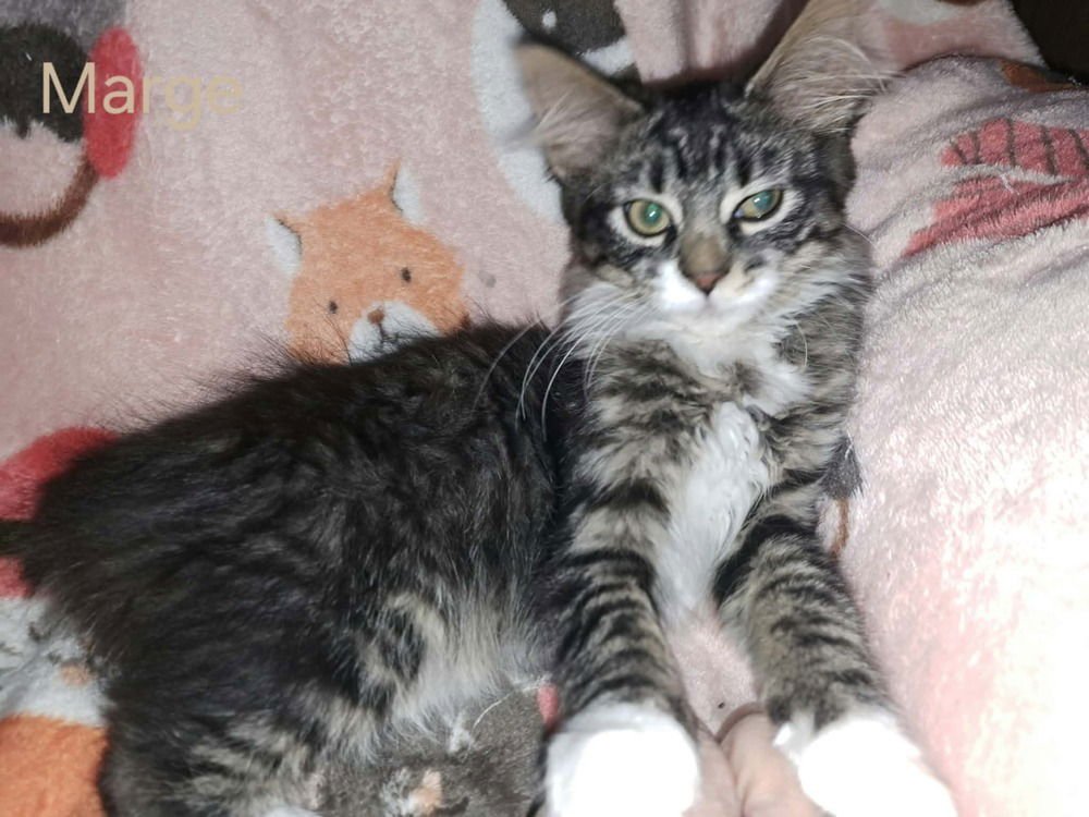 MARGE - Domestic Long Hair / Domestic Short Hair available for adoption