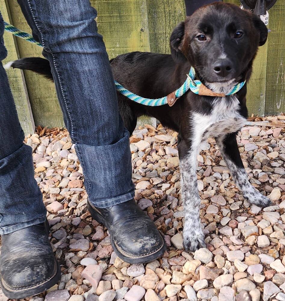 TOULOUSE - Border Collie / Labrador Retriever available for adoption