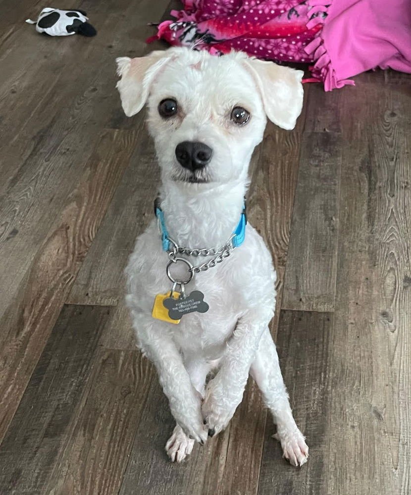 GLITTERATI - Maltese available for adoption